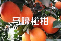馬蹄椪柑