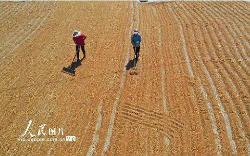 穩農業基本盤 做好住三農工作；從中央農村工作會議看2022年“三農”的重點任務都有哪些！